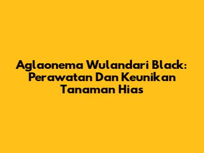 Aglaonema Wulandari Black: Perawatan Dan Keunikan Tanaman Hias