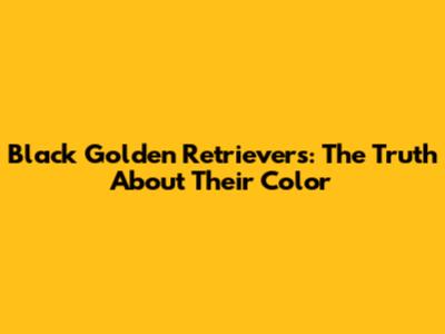 Black Golden Retrievers: The Truth About Their Color