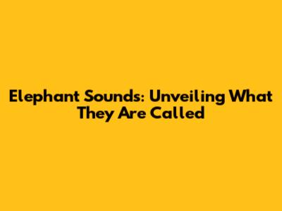 Elephant Sounds: Unveiling What They Are Called