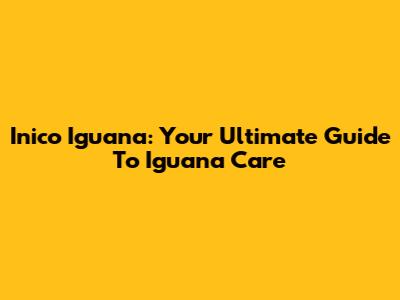 Inico Iguana: Your Ultimate Guide To Iguana Care