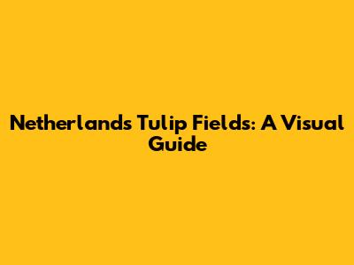Netherlands Tulip Fields: A Visual Guide