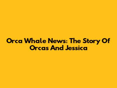Orca Whale News: The Story Of Orcas And Jessica
