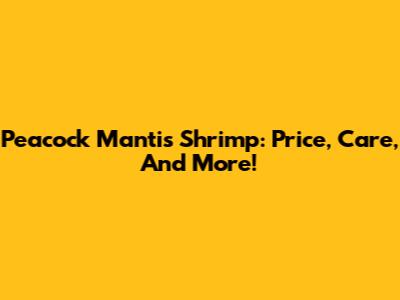 Peacock Mantis Shrimp: Price, Care, And More!