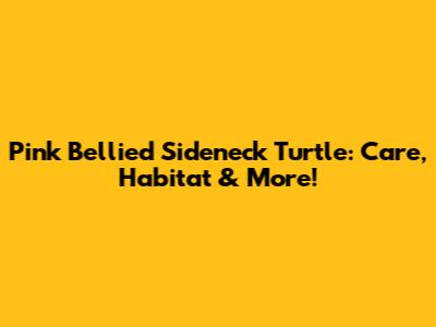 Pink Bellied Sideneck Turtle: Care, Habitat & More!